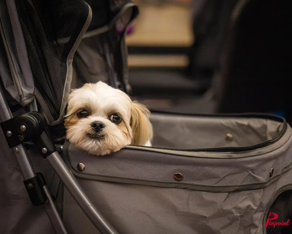 A small white dog peeks out of a stroller at The Toronto Experience, 2025